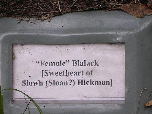 Female Blalack