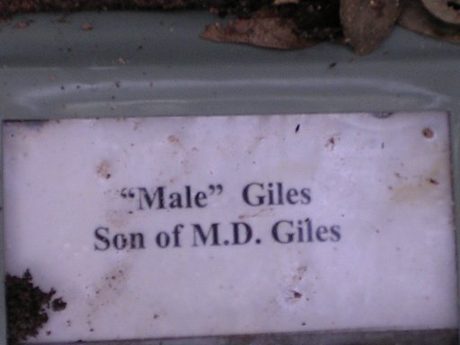 Son of M. D. Giles