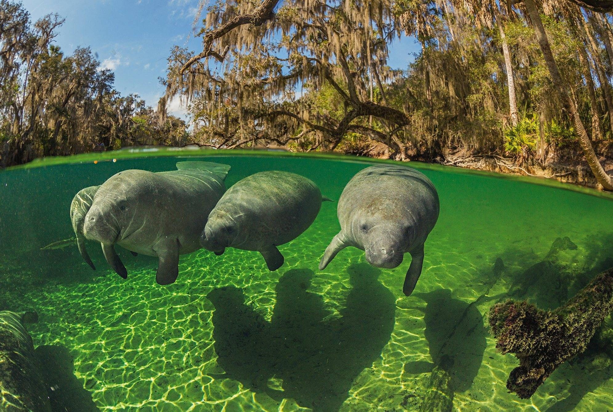 Manatee County Florida Part Of The FLGenWeb