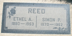 Simon P Reed