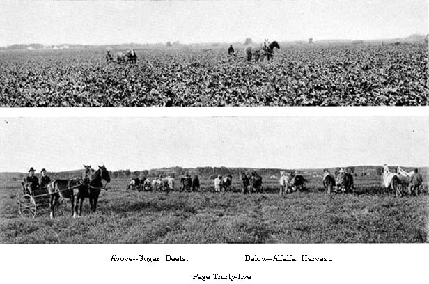 Sugar Beets; Alfalfa Harvest
