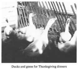 Ducks and geese for Thanksgiving dinners