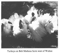 Turkeys on Bob Meduna farm west of Wahoo