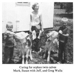 Caring for orphan twin calves
