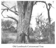 Old Landmark Cottonwood Tree