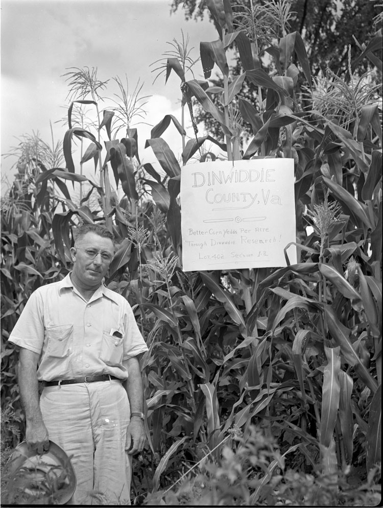 Dinwiddie Corn
