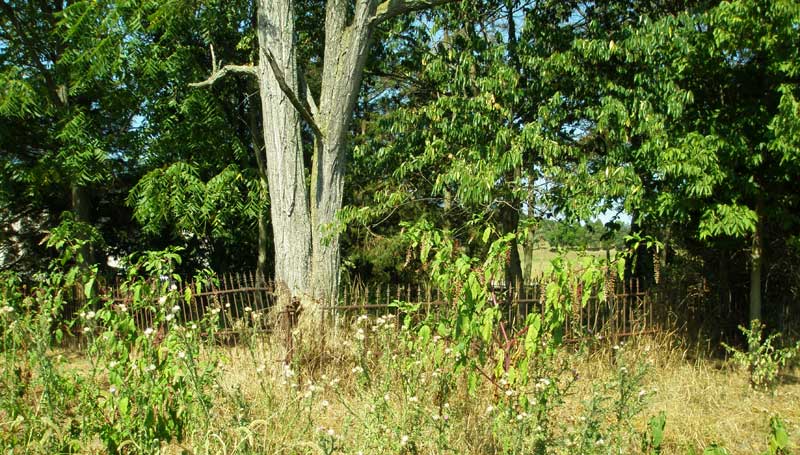 Lee Cemetery Wheatfield